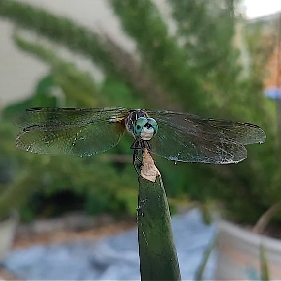 Painted gourd, Signed and titled, Original art by hand - Picture 5 of 5